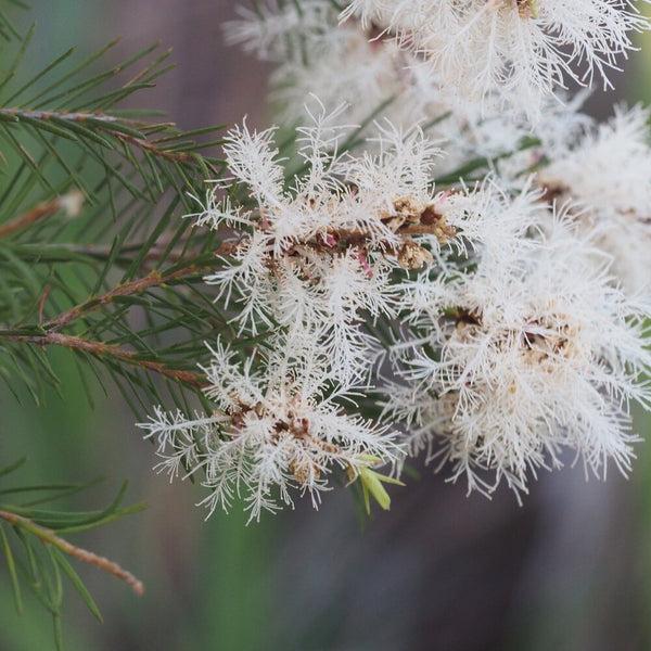 Tea Tree Oil